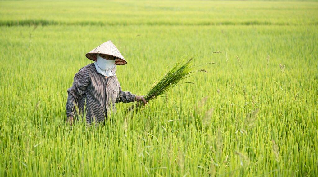 Confident farmer standing in a field with a recently harvested crop