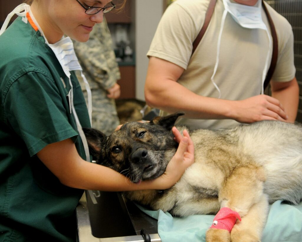 Exterior of a small independent veterinary clinic