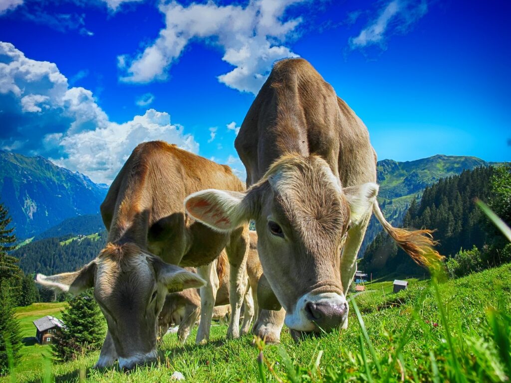 Livestock grazing in a pasture with farm buildings in the background