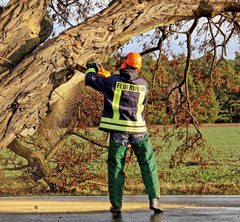 Tree service crew clearing storm-damaged trees from a residential property