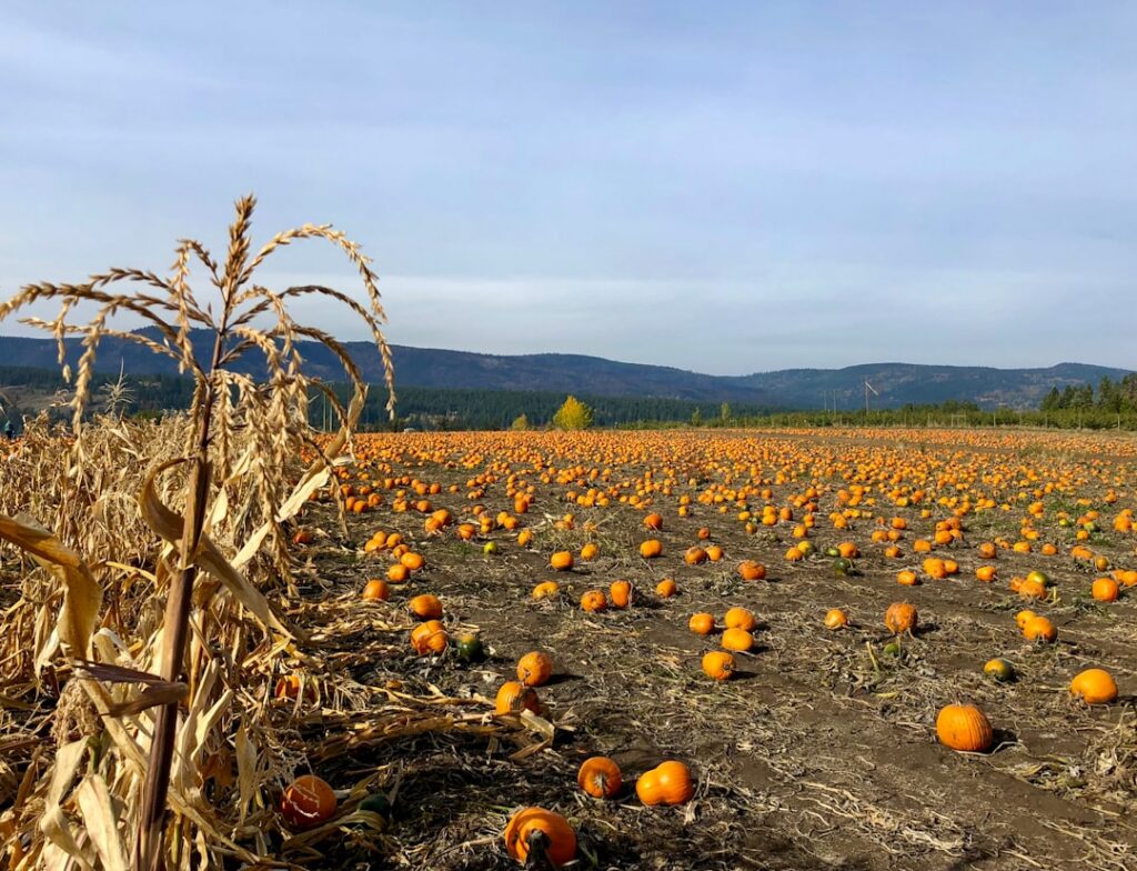 Sunset over a harvested pumpkin field at a small family farm business