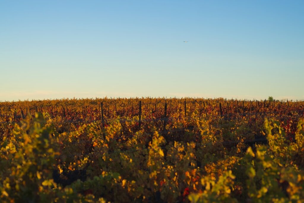 Sunrise over vineyard rows during harvest season