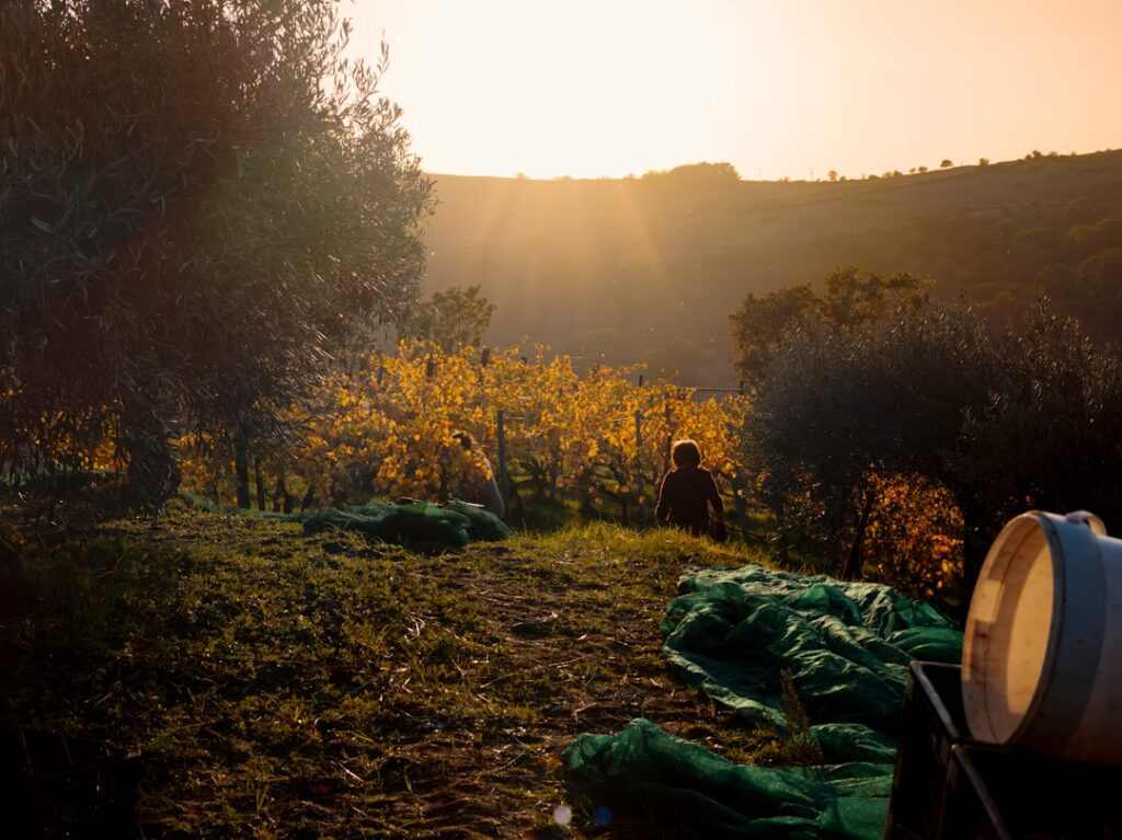 Vineyard workers harvesting grapes near wine barrels during harvest season