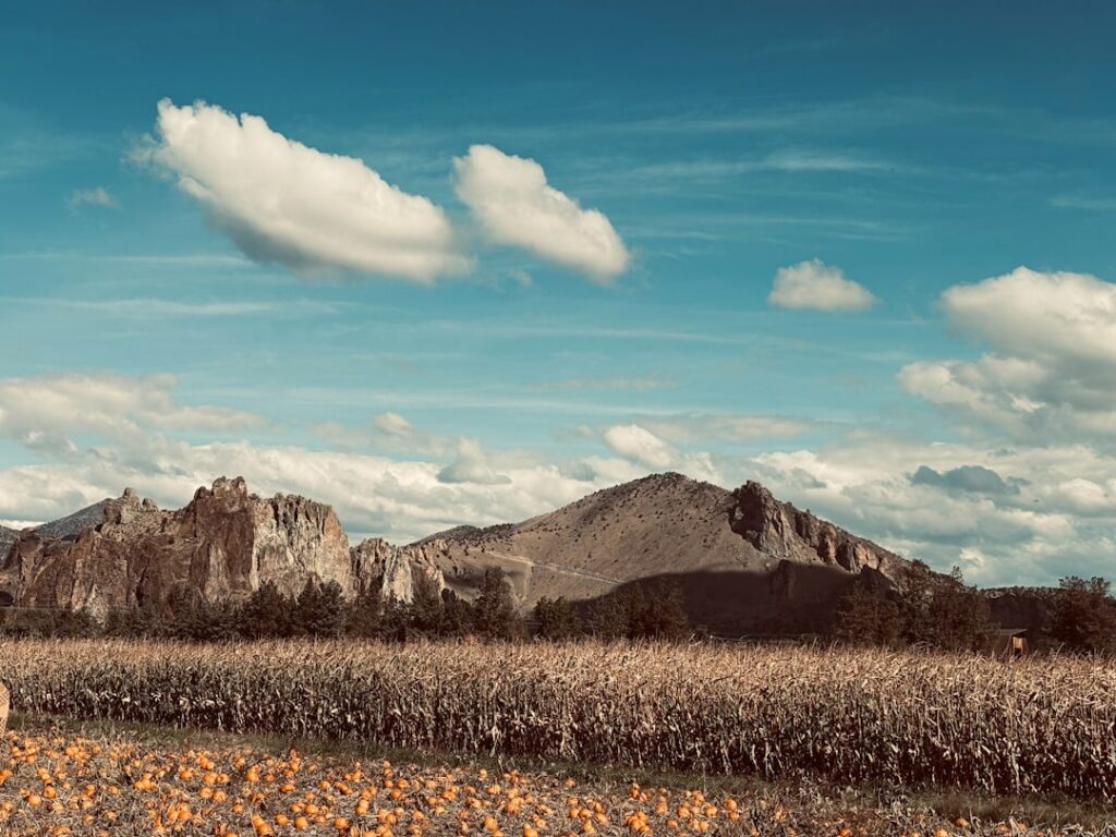 Farm owner walking through a pumpkin patch field while preparing for the fall season