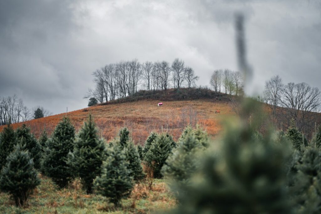 Rows of Christmas trees on a farm ahead of the holiday harvest season