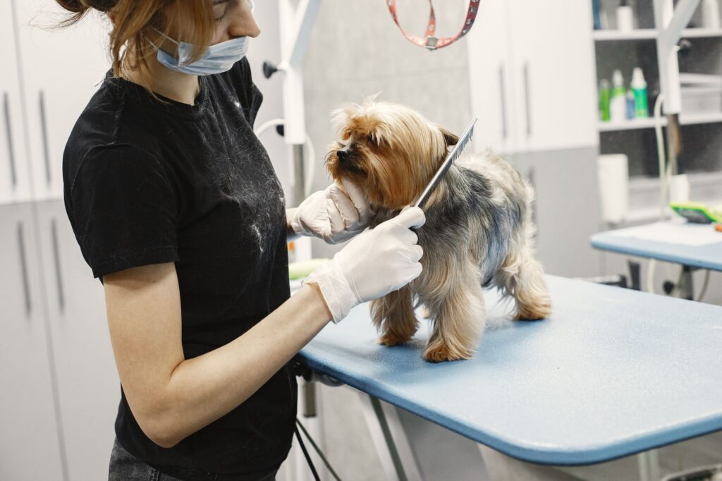 Groomer trimming a small dog at a salon table